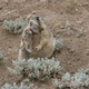 A cold-blooded prairie dog just murdered a hapless ground squirrel. Image Credit: John Hoogland